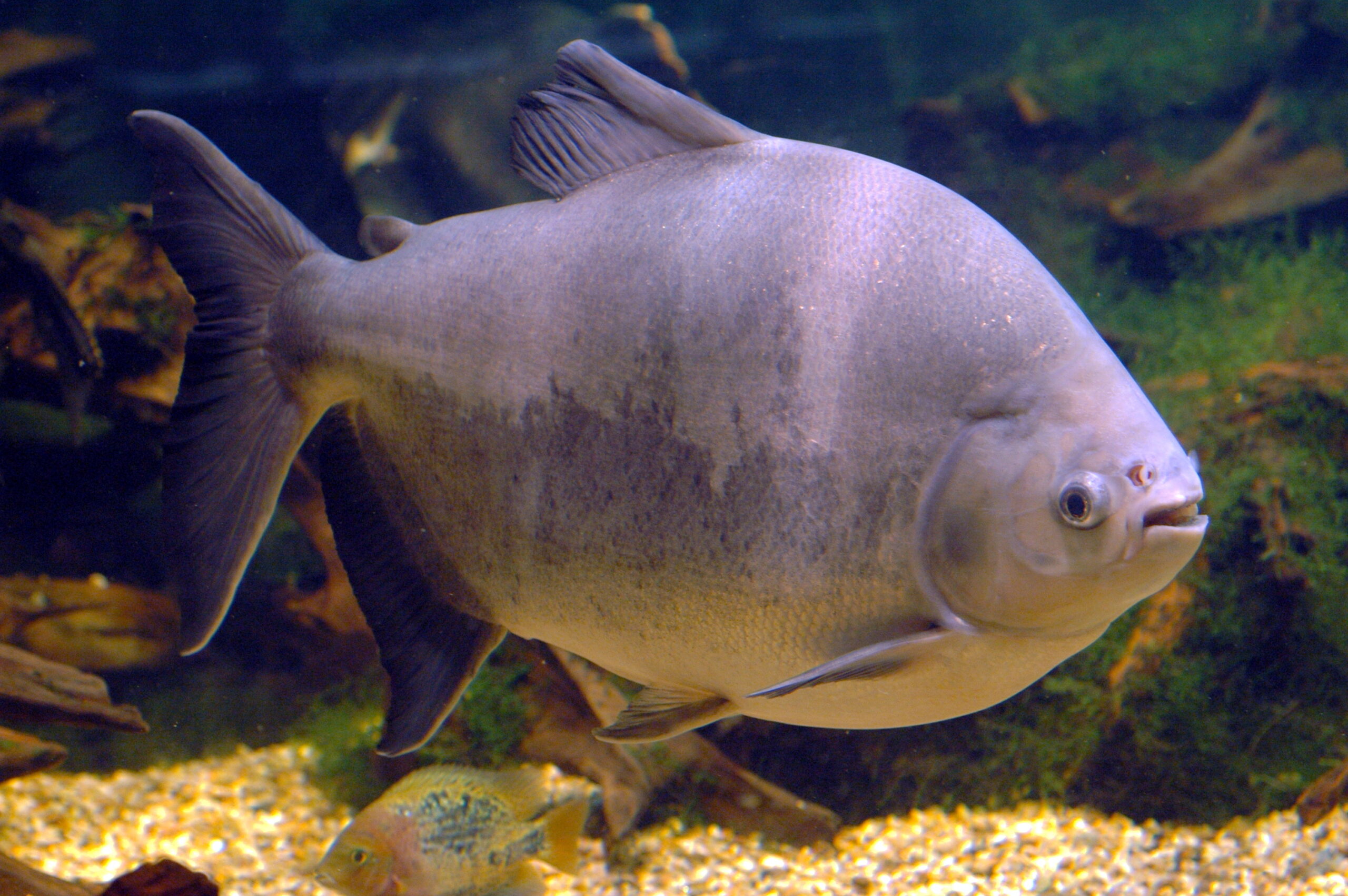 Colossoma macropomum, Zoo Leipzig