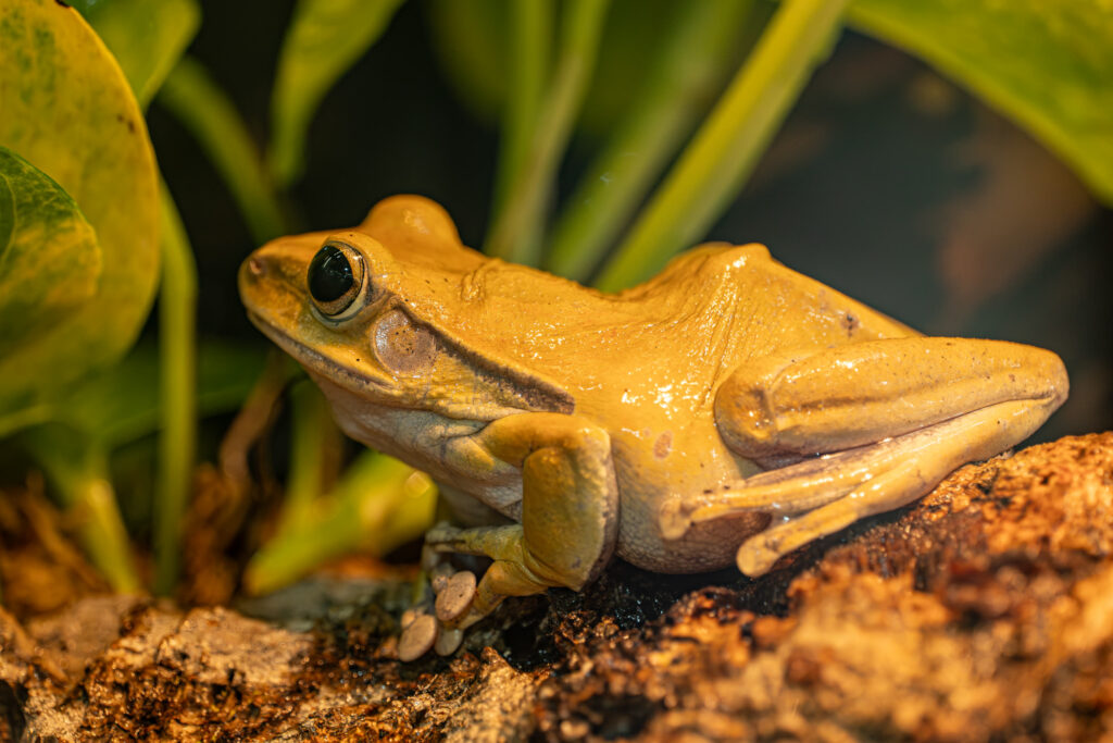 Ein goldgelber Laubfrosch sitzt zwischen grünen Blättern auf einem Ast