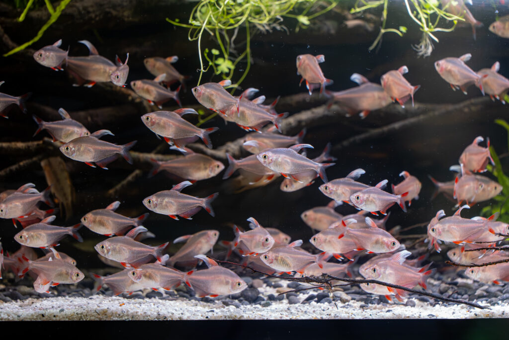 Ein großer Schwarm rot-silbriger Salmler in einem bepflanzten Aquarium mit Wurzeln und hellem Kiesboden