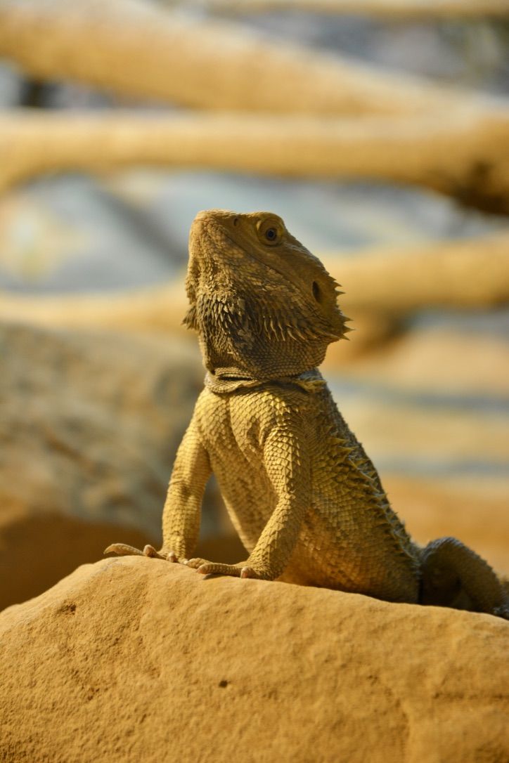 Bartagame auf einem Stein, aufgerichtet im Terrarium
